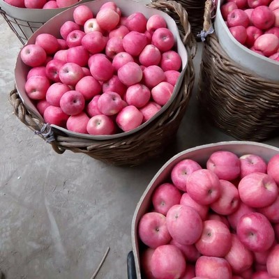 煙臺(tái)紅富士蘋果 80mm標(biāo)準(zhǔn)果，優(yōu)質(zhì)農(nóng)產(chǎn)品批發(fā)優(yōu)選