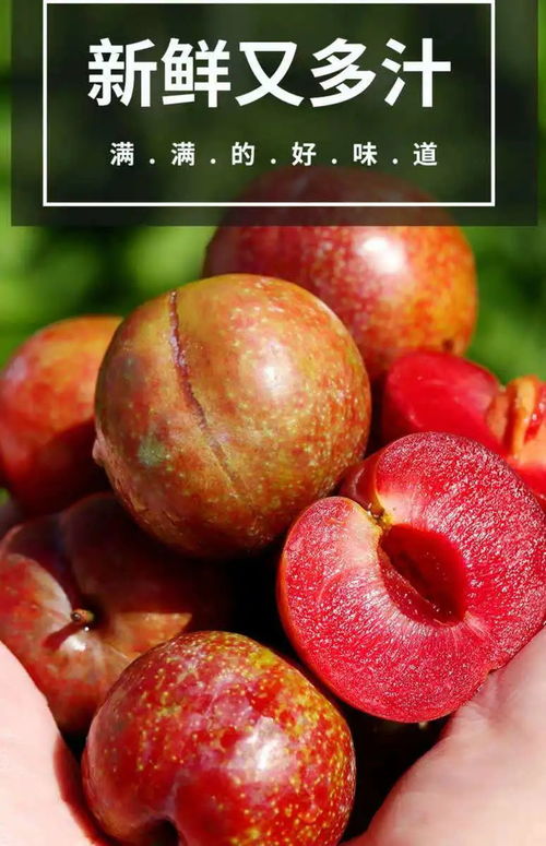 夏日第一口鮮甜 當(dāng)季青脆紅心三華李，新鮮上市的應(yīng)季優(yōu)選